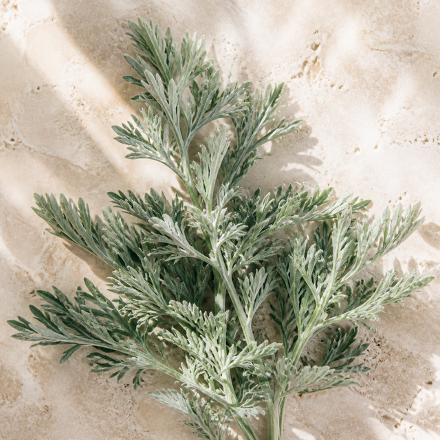 Artemisia (assenzio)