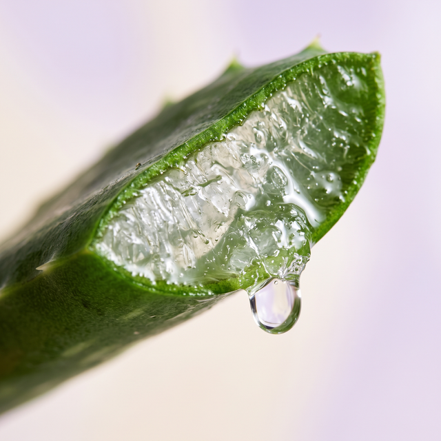 Aloe vera