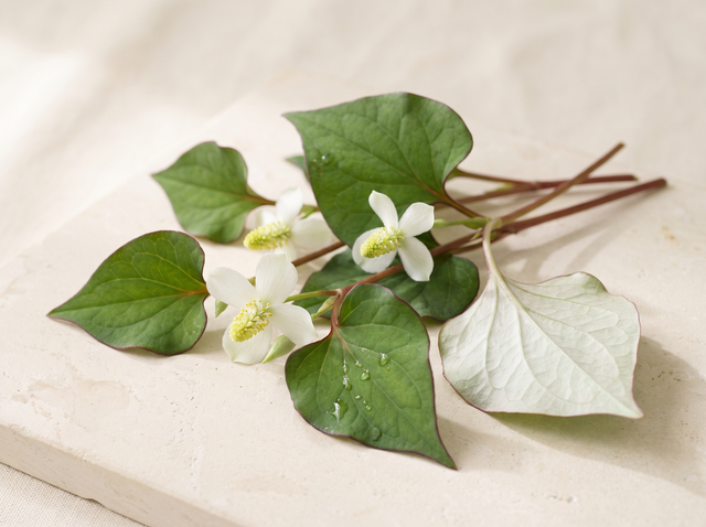 Houttuynia cordata