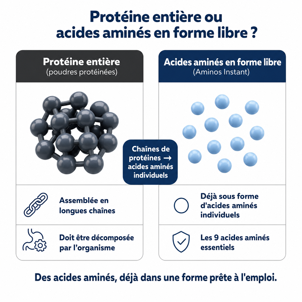 Comparaison : protéine entière ou acides aminés en forme libre
