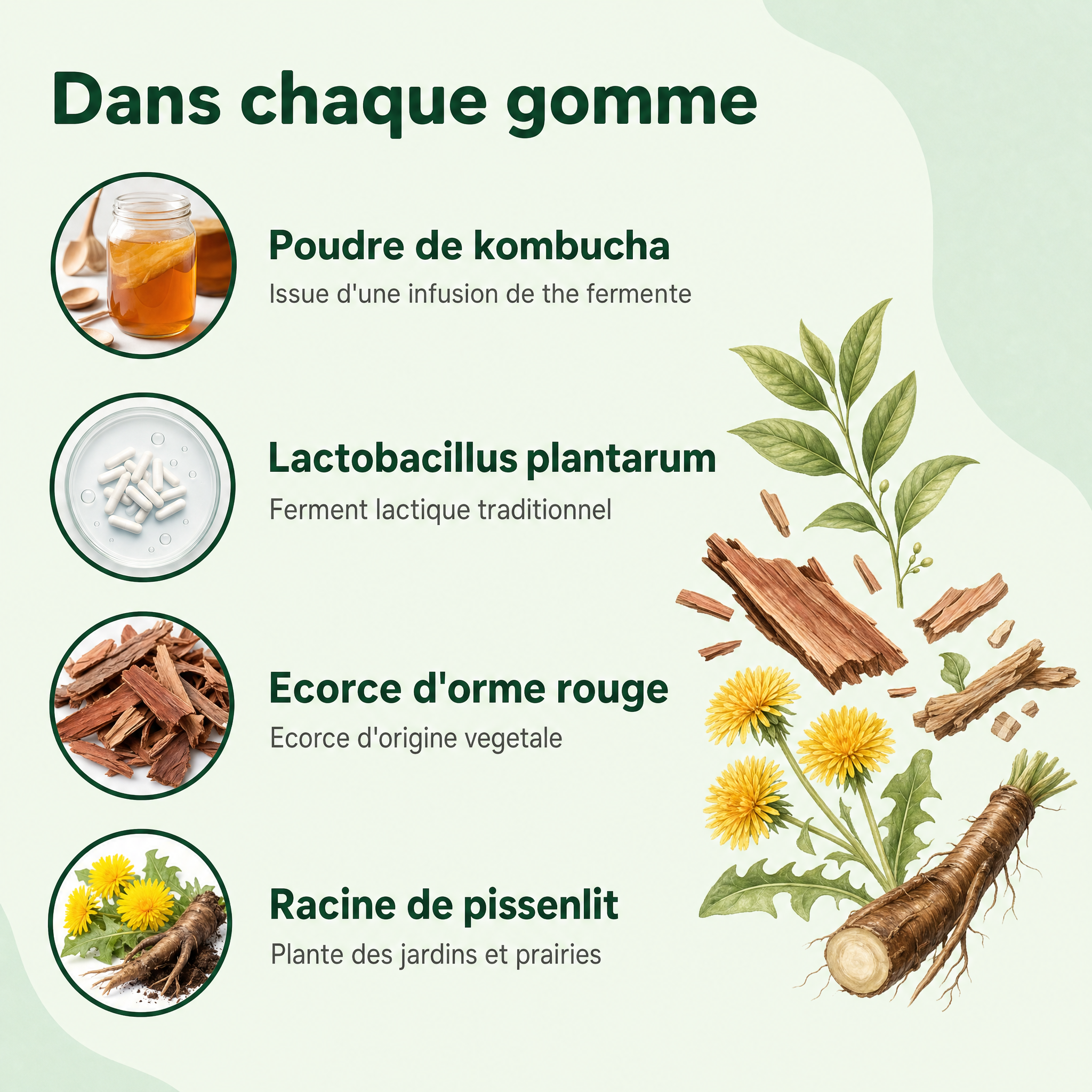 Dans chaque gomme - kombucha, orme rouge et pissenlit - Relievu