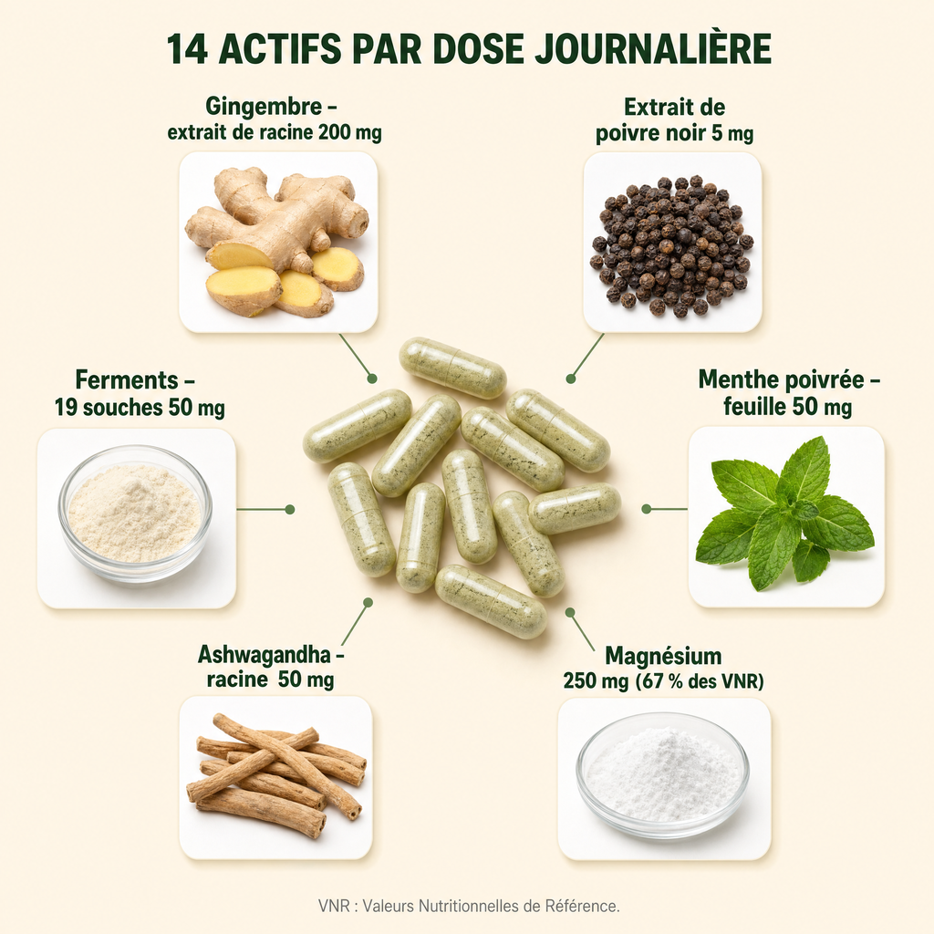 Les actifs du complexe : gingembre 200 mg, poivre noir 5 mg, menthe poivrée 50 mg, magnésium 250 mg, ashwagandha 50 mg et ferments 19 souches 50 mg