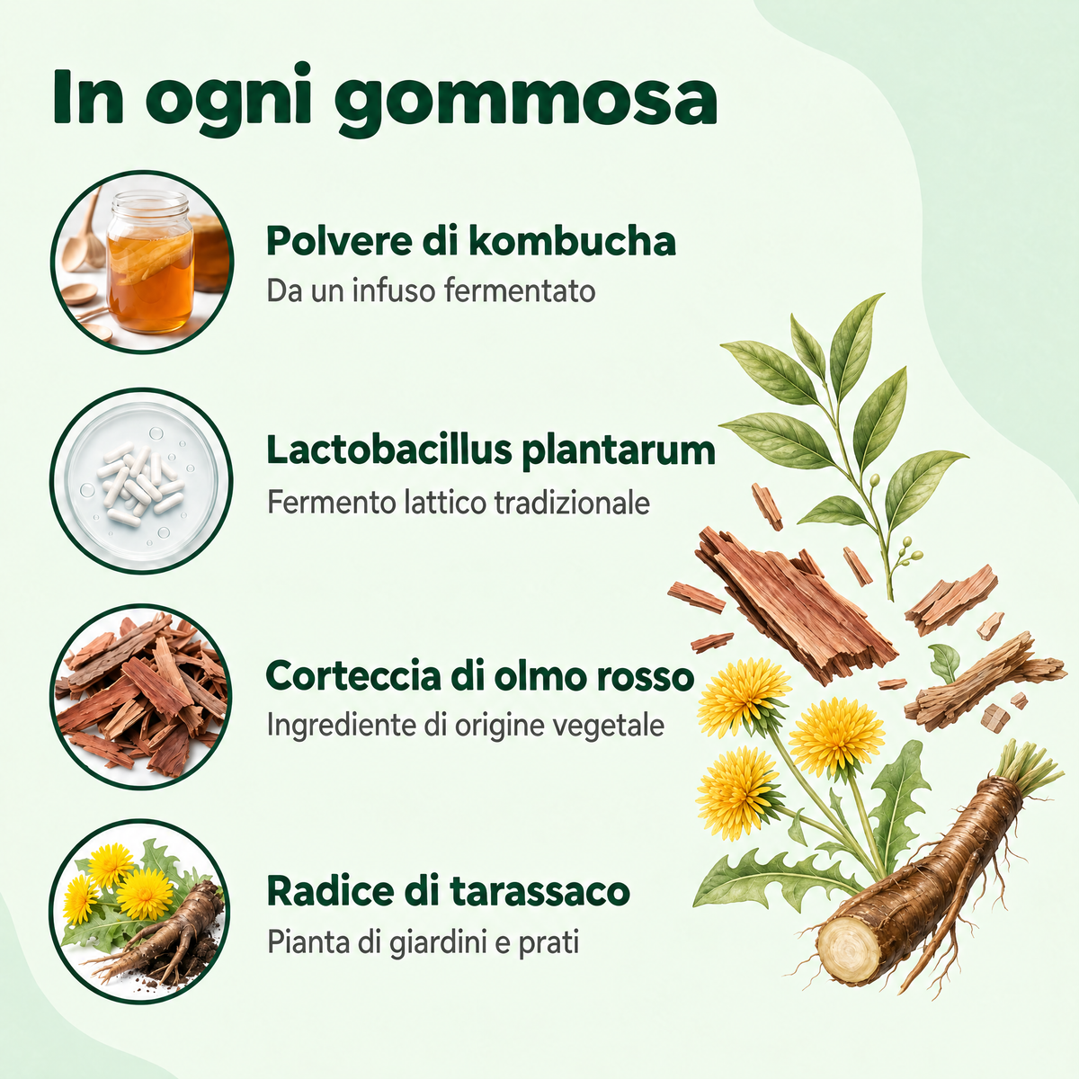Gommose al kombucha — immagine 3