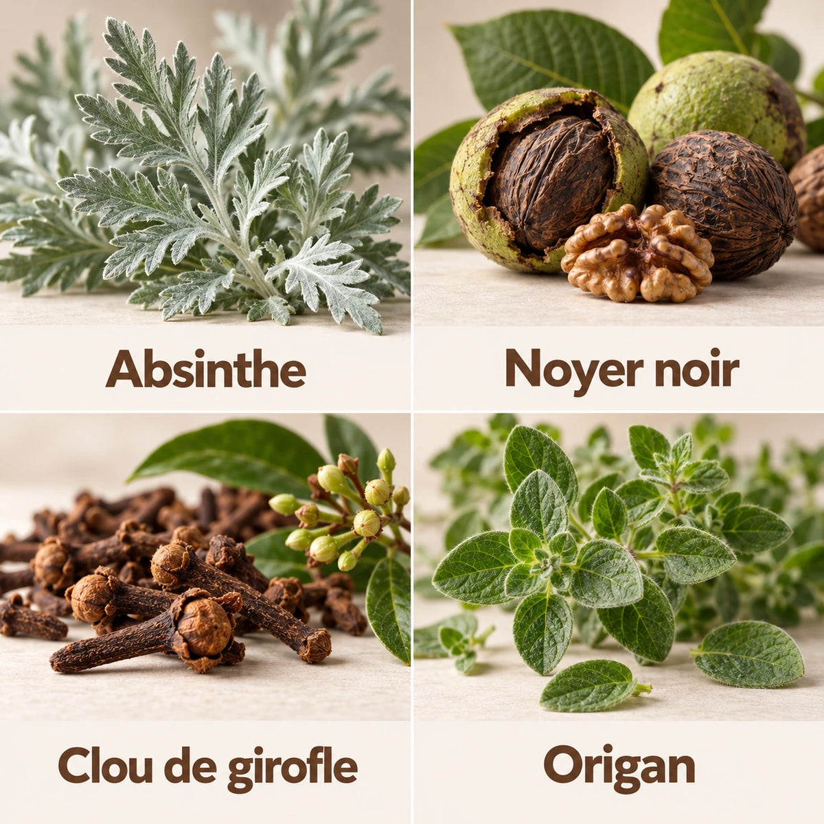 Complexe Absinthe Et Noyer Noir 6 600 mg — Les ingrédients à découvrir