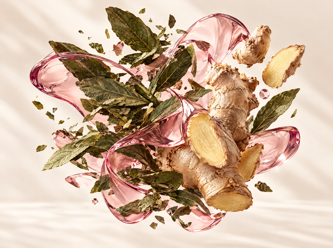 Berbérine Et Yerba Maté — illustration : Yerba maté & gingembre