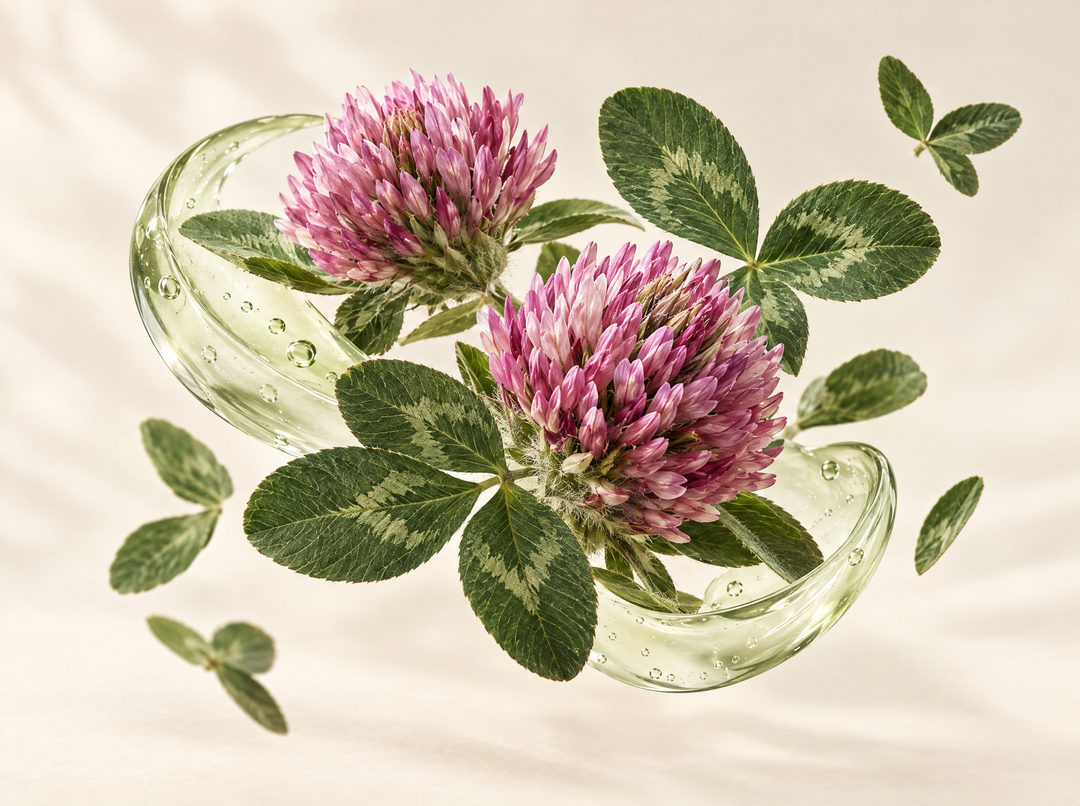 Extraits Botaniques Drainage Lymphatique — illustration : Trèfle rouge